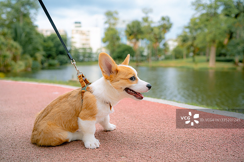 主人带宠物在花园里玩耍图片素材