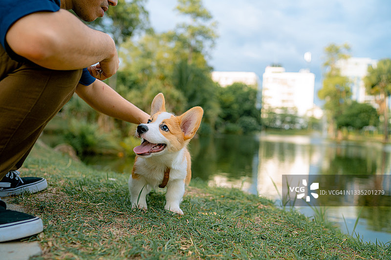 舒适的男人在花园里与宠物互动图片素材