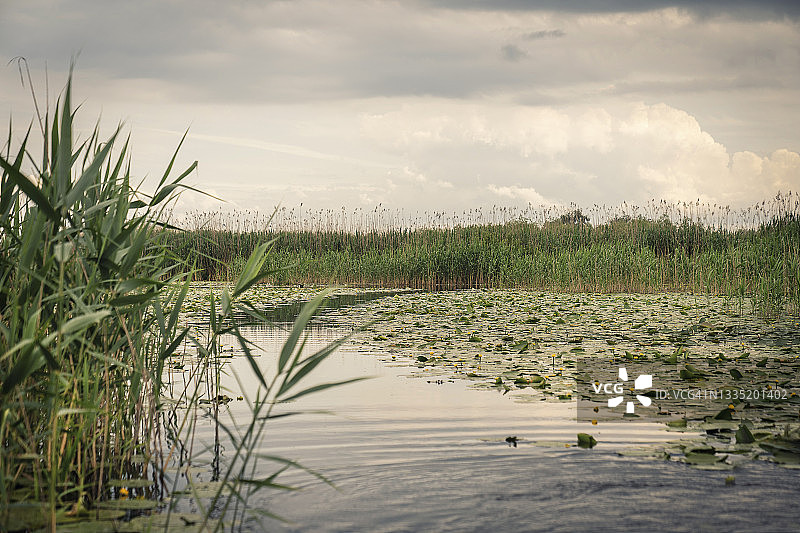 多瑙河三角洲自然保护区中的芦苇和睡莲图片素材