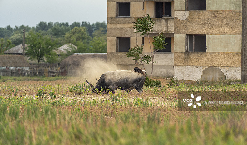 多瑙河三角洲的野牛活动瞬间，罗马尼亚，欧洲图片素材