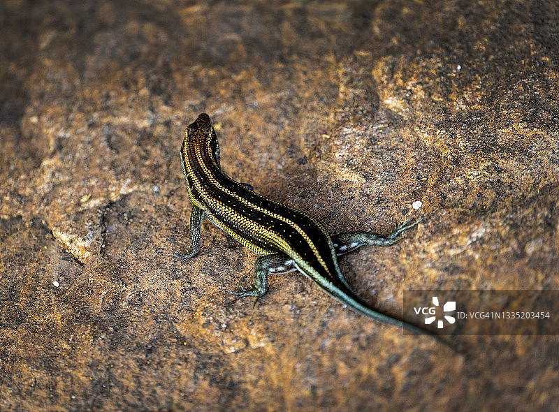 肯尼亚野生动物园国家公园岩石上的蓝尾石龙子图片素材