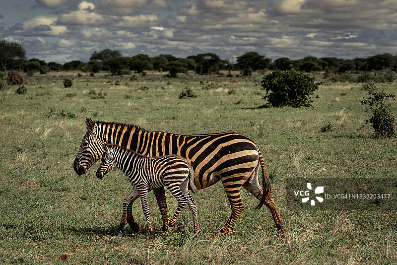 肯尼亚察沃国家公园斑马母子野生动物迁徙图片素材