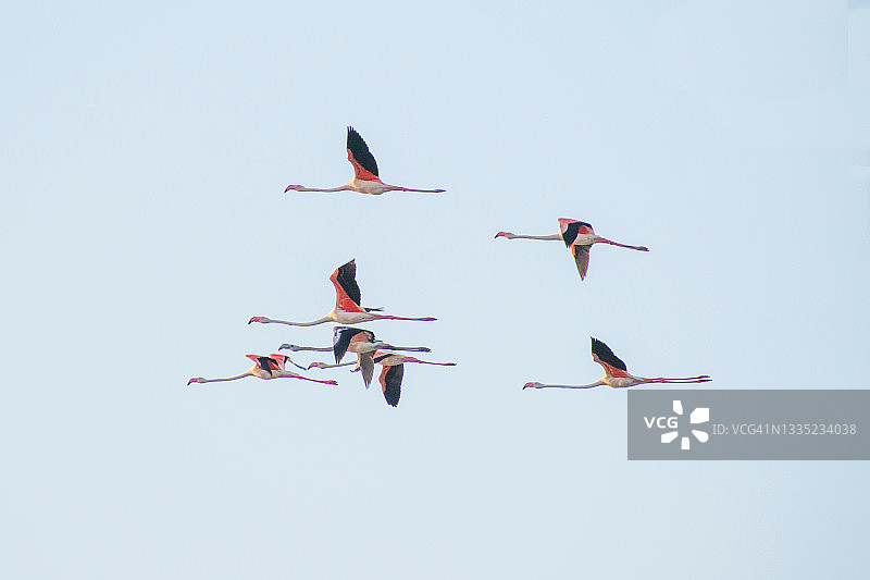 飞行中的火烈鸟图片素材