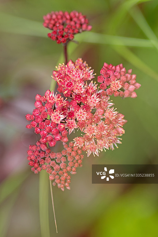 开花的景天植物图片素材