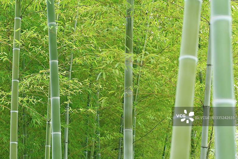 汐留的竹林图片素材