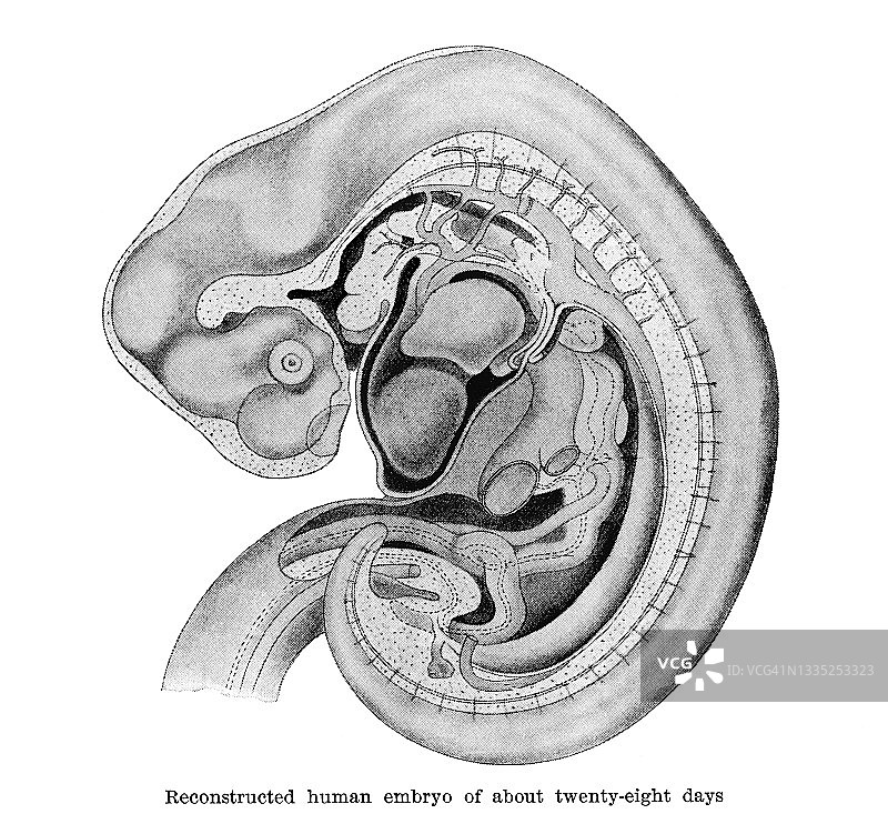 古老的雕刻插图，人类胚胎二十八天图片素材