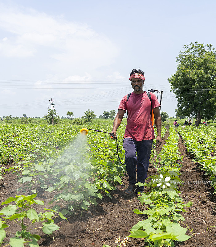 农民在农田里喷洒农药和除草剂图片素材