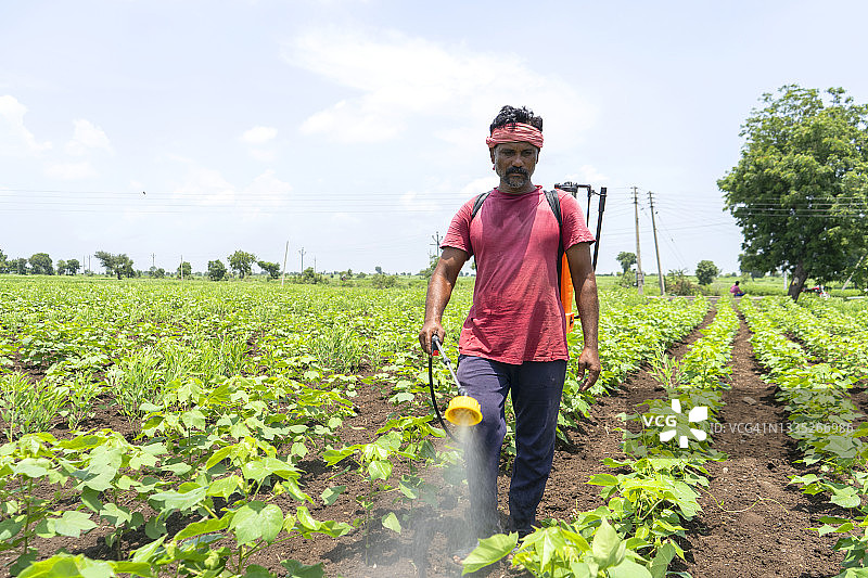 农民在农田里喷洒农药和除草剂图片素材