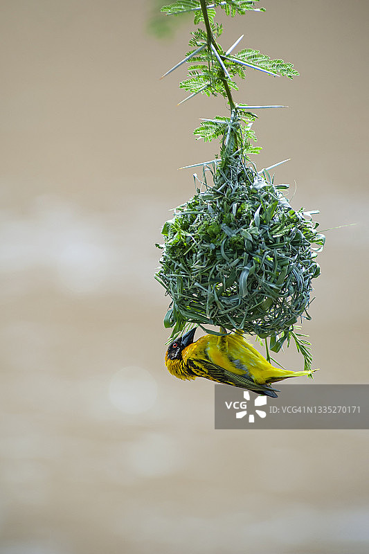 村庄织布鸟在马赛马拉肯尼亚筑巢图片素材