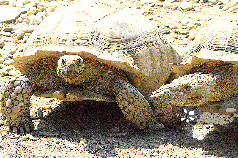 巨型陆龟图片素材