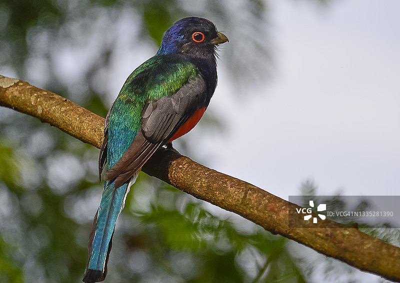 红尾绿咬鹃图片素材