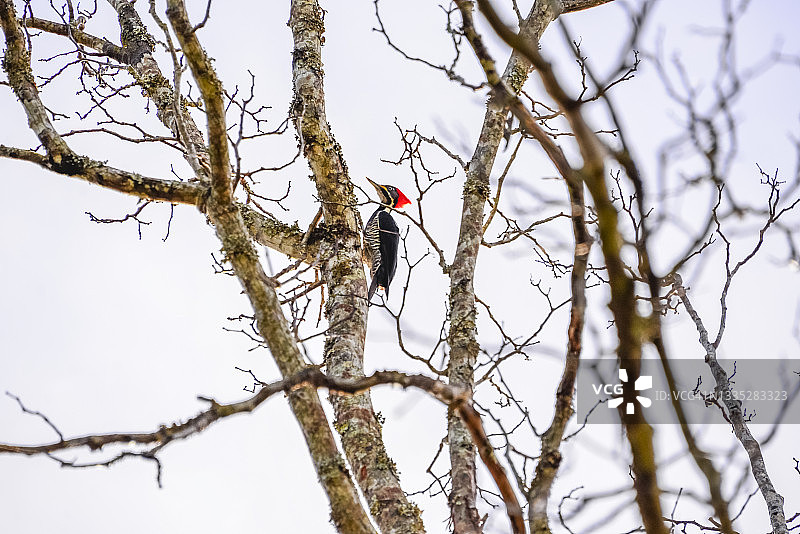 啄木鸟图片素材