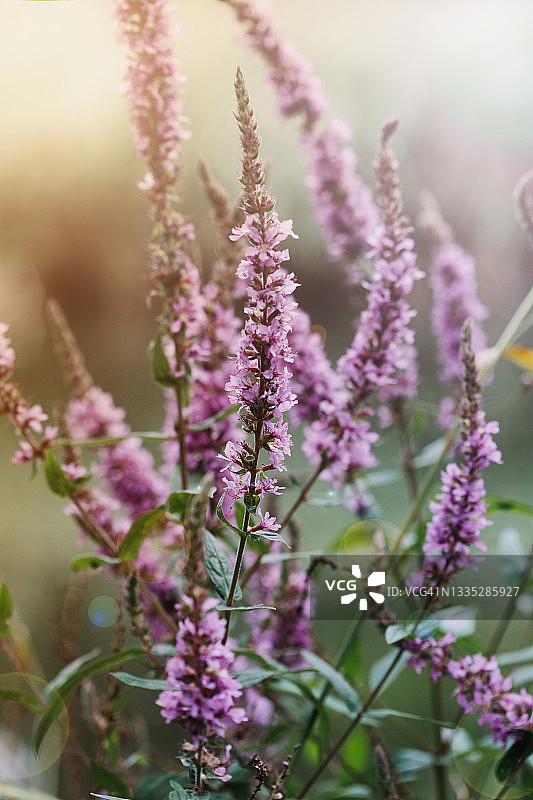 阳光下的野花图片素材