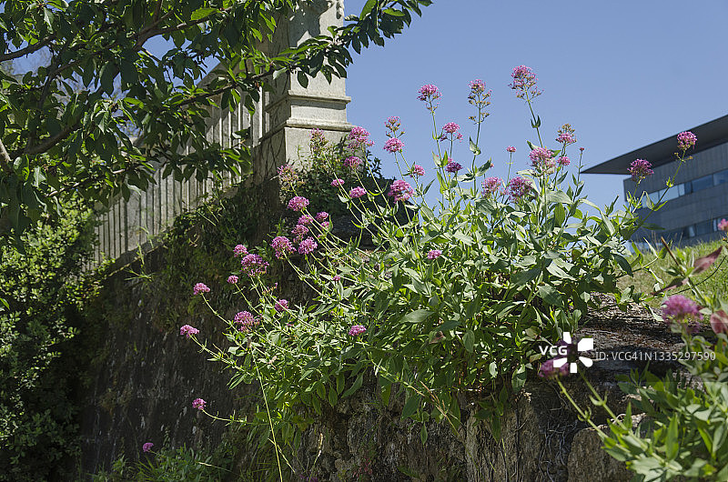 花园墙上的粉色缬草图片素材