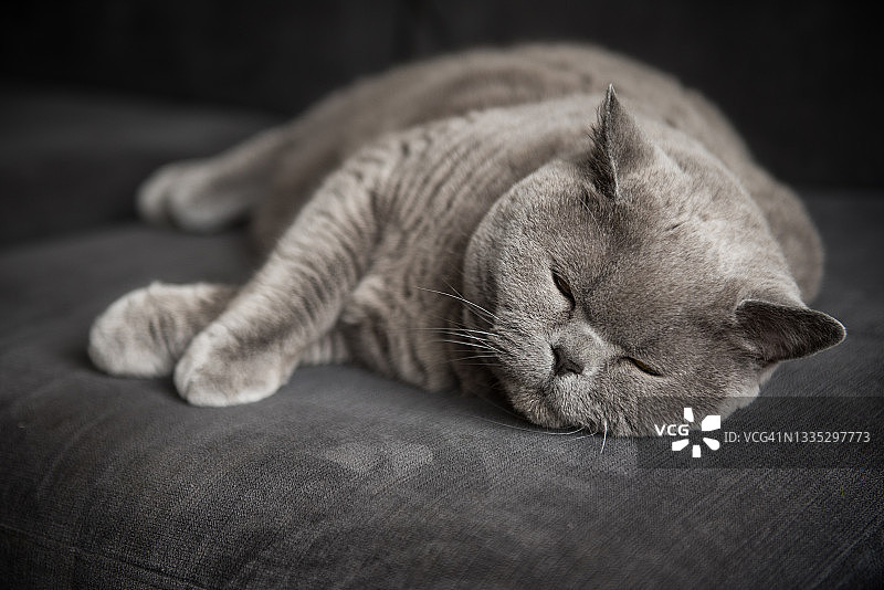 昏昏欲睡的英国短毛猫躺在灰色沙发上小憩图片素材