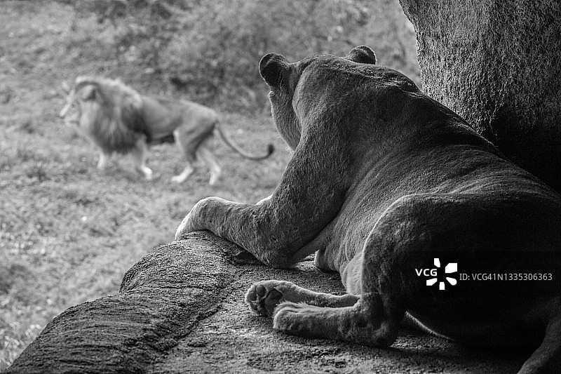 母狮注视着图片素材