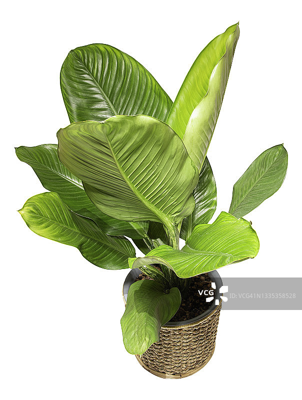 万年青柳条篮，白色背景图片素材