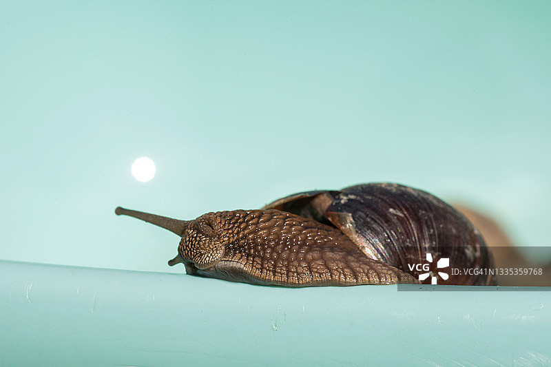 浅绿色背景上的大葡萄蜗牛特写，微距摄影图片素材