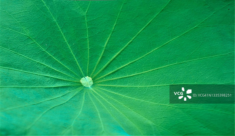 荷叶叶脉特写图片素材
