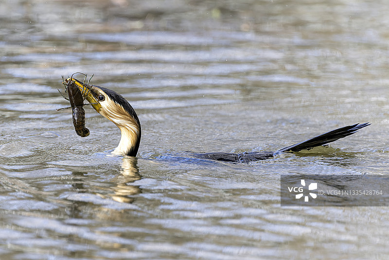鸬鹚从天鹅河中抓虾图片素材