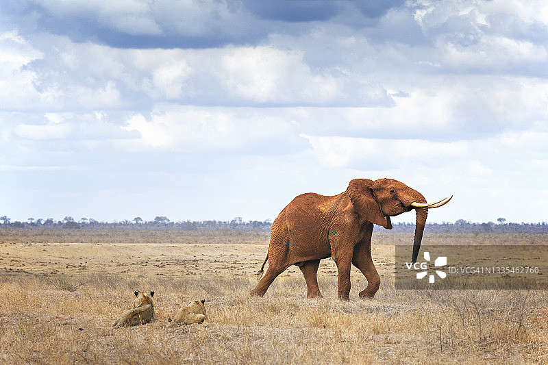肯尼亚察沃东部国家公园：两只母狮与受扰大象的奇妙景象图片素材