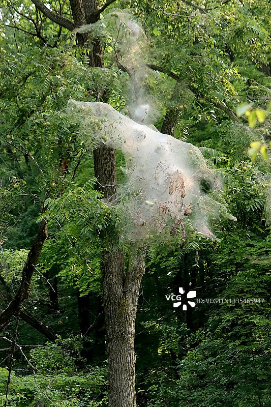 大型帐篷毛虫巢图片素材