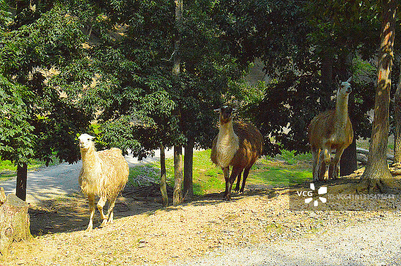 家养美洲驼图片素材