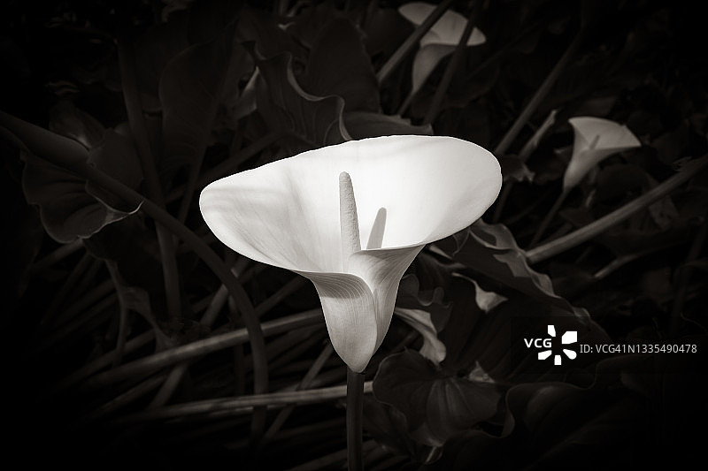 马蹄莲图片素材