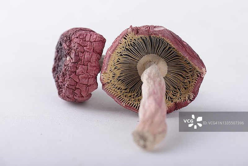 干红菇图片素材