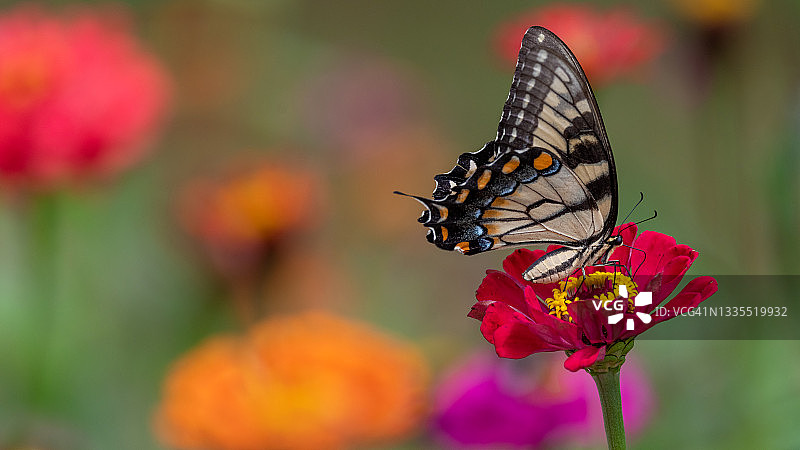 虎凤蝶与百日草图片素材