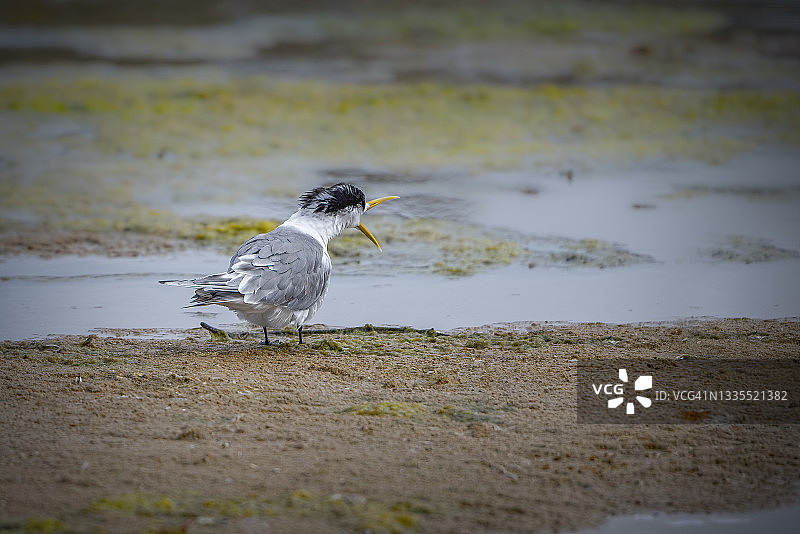 凤头燕鸥图片素材