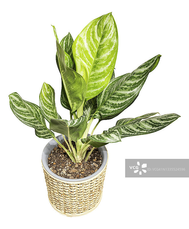 白色背景中柳条筐里的红掌图片素材