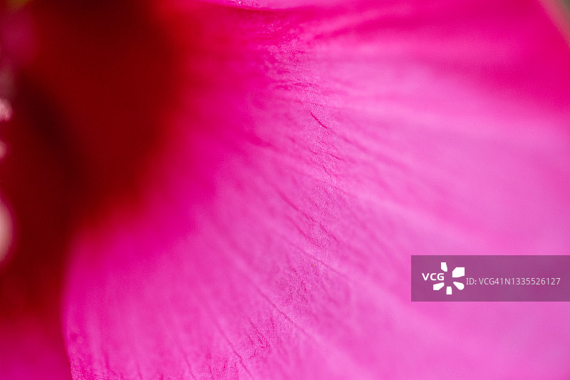 粉色花瓣图片素材