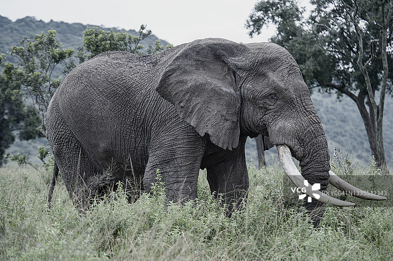 正在冲锋的非洲老象图片素材
