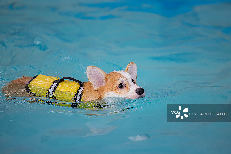 在游泳池里游泳的威尔士柯基犬图片素材