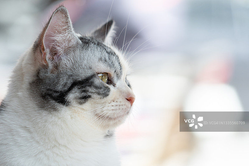 顽皮的美国短毛猫坐在房子里环顾四周图片素材