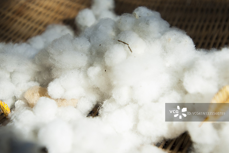棉花图片素材