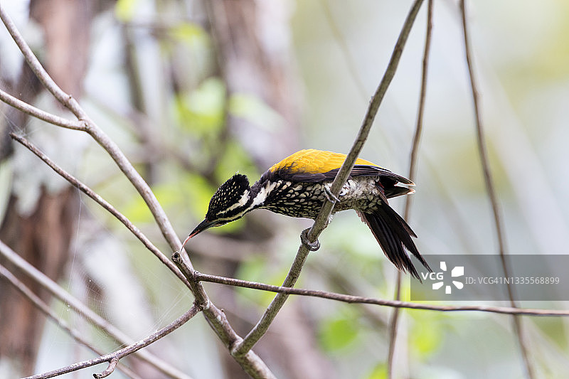 普通棕背啄木鸟图片素材