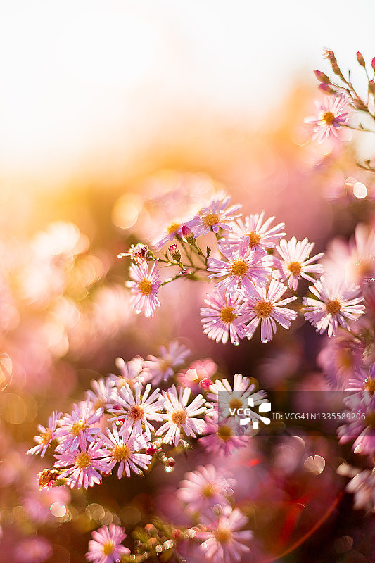 德国盛开的紫菀花特写图片素材