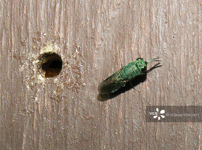 虹彩木蛀虫图片素材