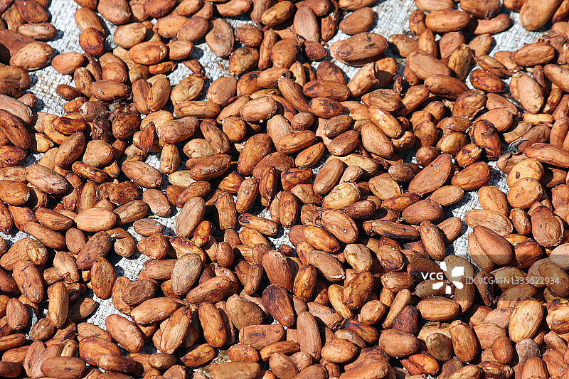 可可豆图片素材