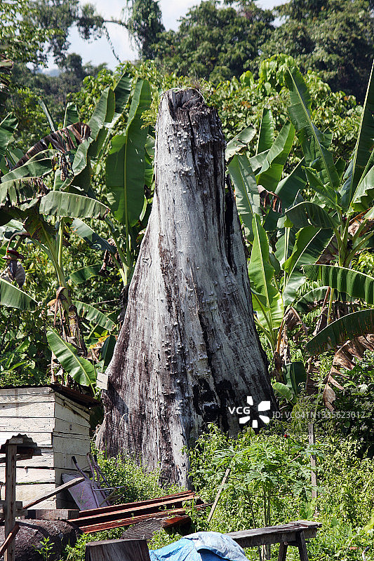 雨林树桩遗迹图片素材