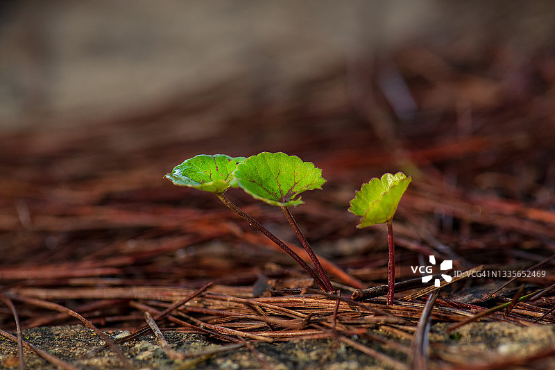 特写拍摄的⻁⽿草和野草的⽣机与新⽣，松叶为独特背景图片素材