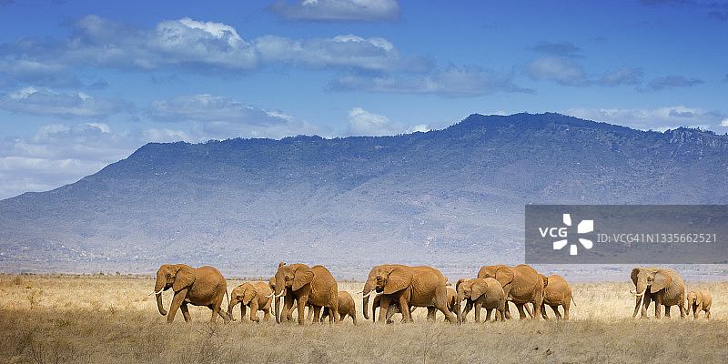 肯尼亚察沃东部大象家族在山和天空背景下的美丽景象图片素材