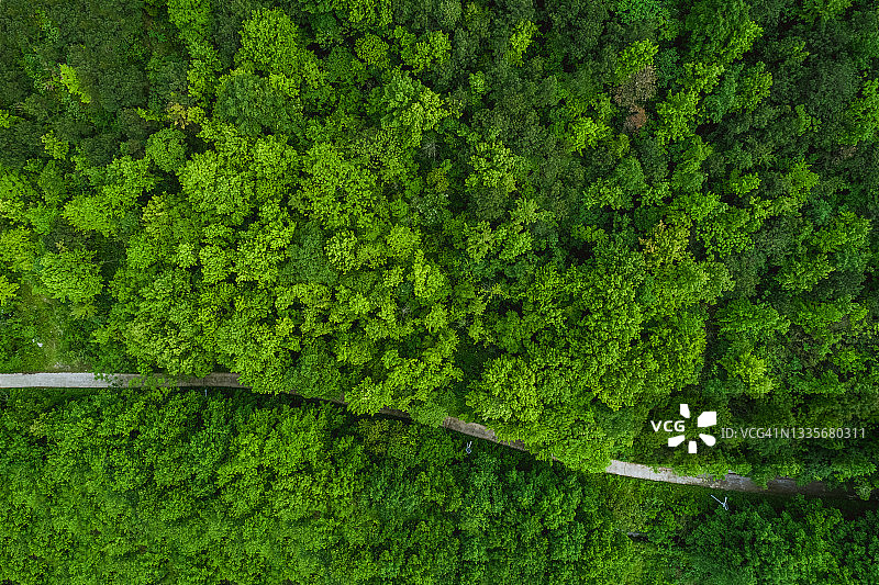 森林中的蜿蜒道路航拍图片素材