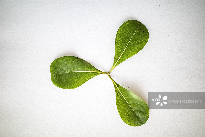 白色背景上的螺旋桨形三叶草图片素材