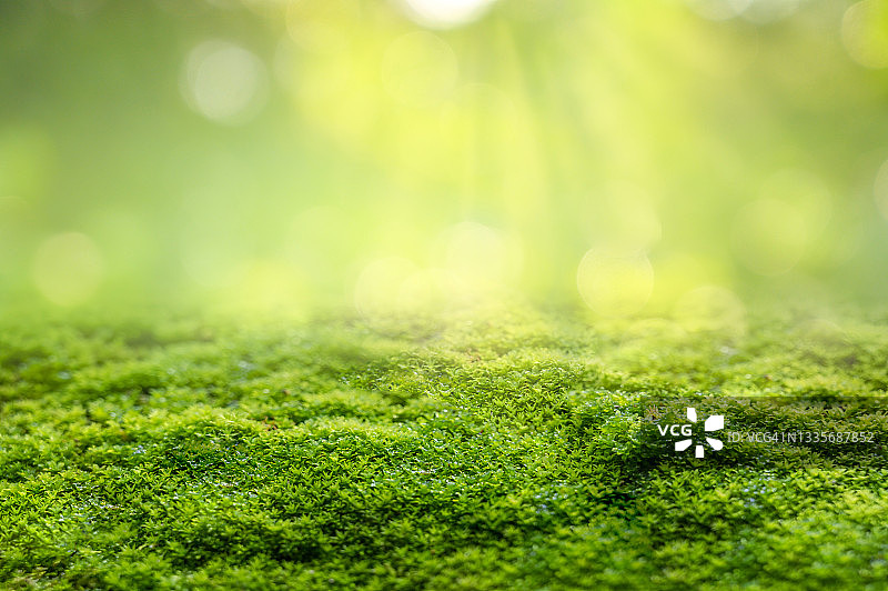 绿色苔藓背景，苔藓纹理图片素材