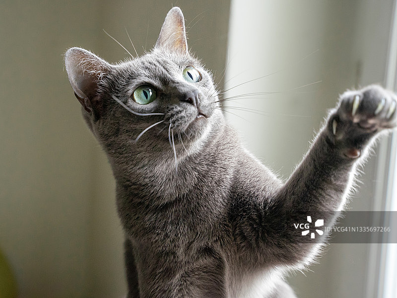 玩耍的灰色猫图片素材