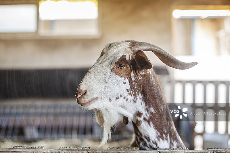 农场羊的侧面照，西班牙安达卢西亚图片素材
