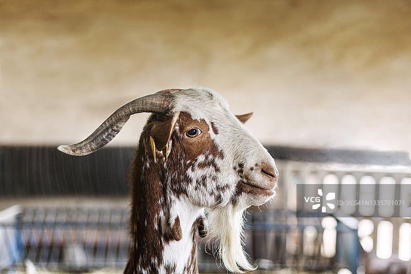 农场羊的侧面照，西班牙安达卢西亚图片素材